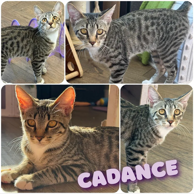A young small-sized female Tabby (Brown / Chocolate) Domestic Short Hair cat named Cadance for adoption in Hollister, CA