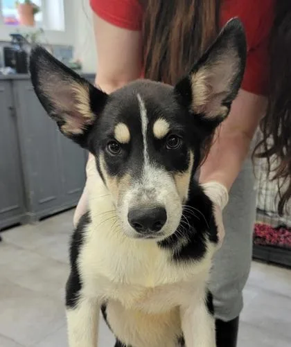 A baby medium-sized female Mixed Breed dog named Trudy for adoption in West Chester, PA