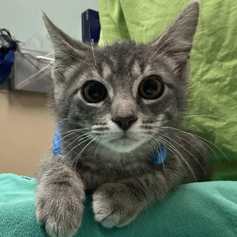 A baby small-sized male Gray / Blue / Silver Domestic Short Hair cat named Saturn for adoption in Tacoma, WA