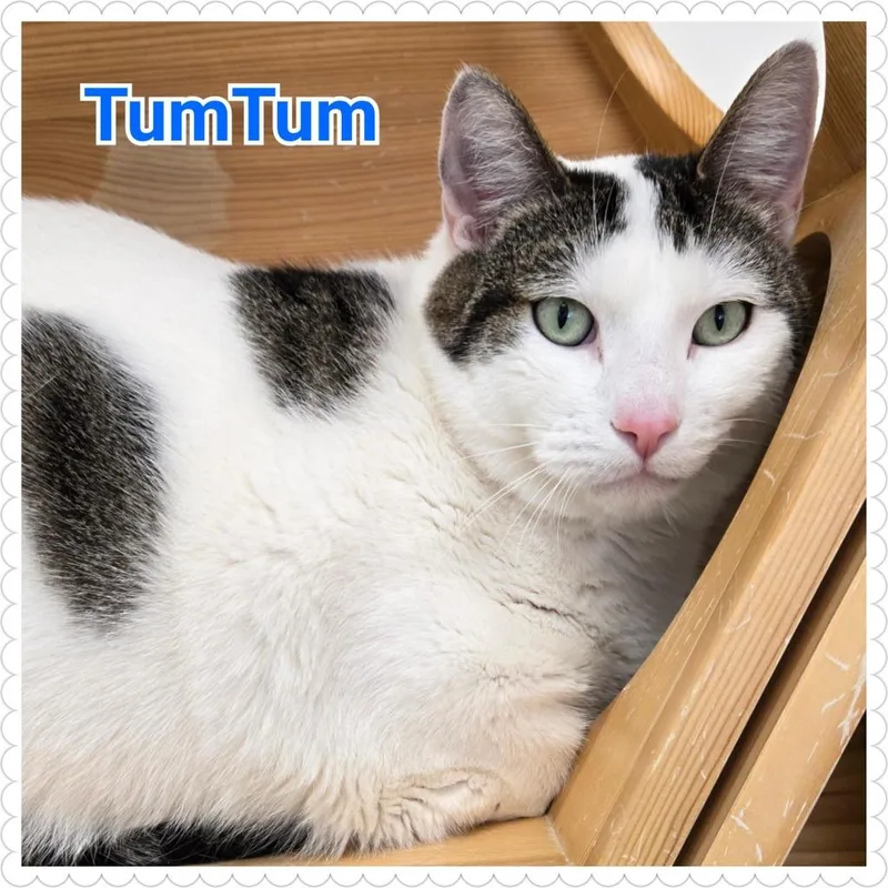 Tumtum