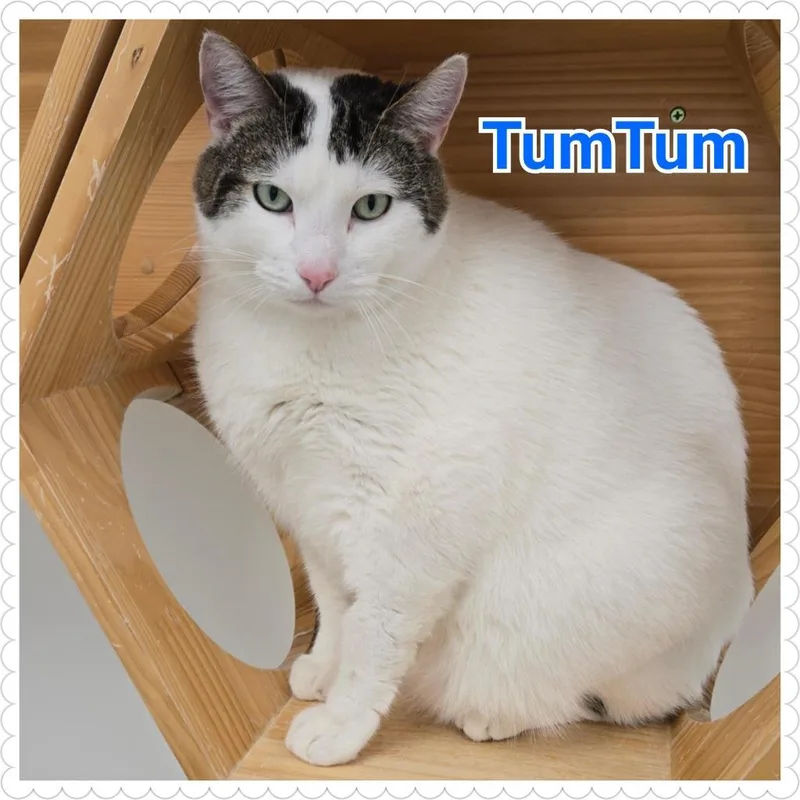 Tumtum thumbnail 2