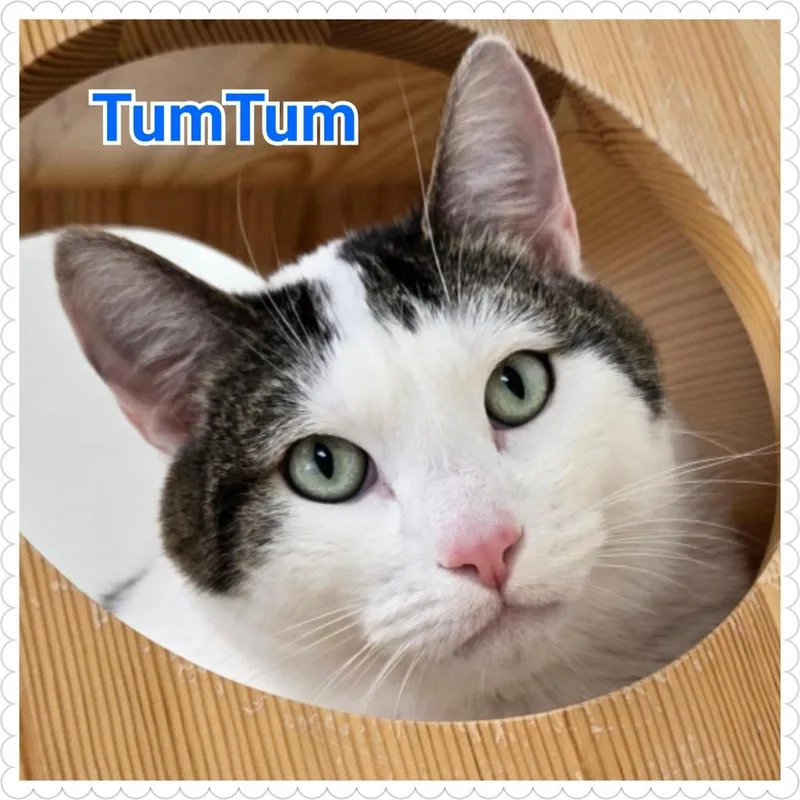 Tumtum thumbnail 3