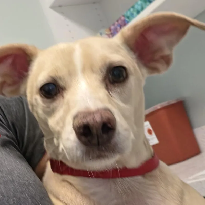 An adult medium-sized male Yellow / Tan / Blond / Fawn Mixed Breed dog named Momo for adoption in Leander, TX