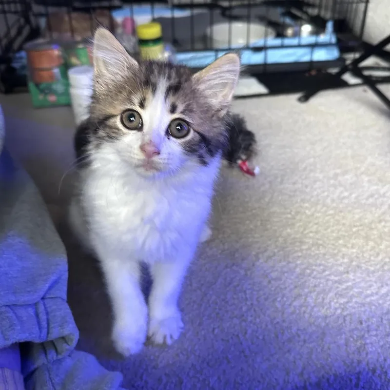 Piper thumbnail 4