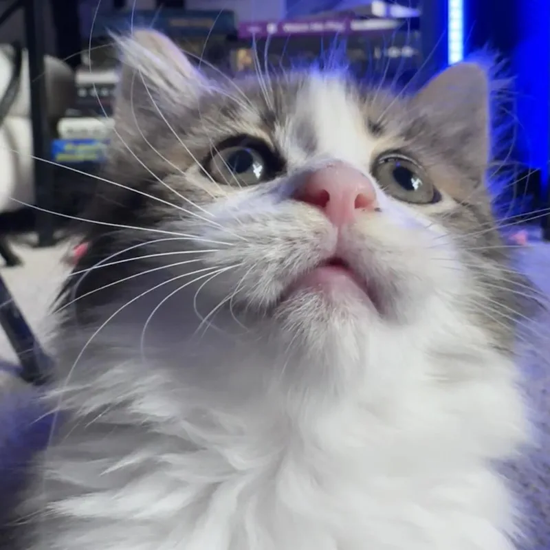 Piper thumbnail 6