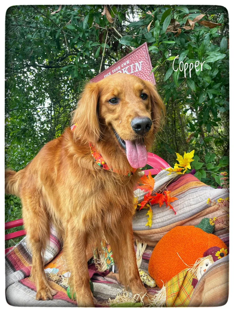 An adult medium-sized male Golden Retriever dog named Copper for adoption in Sebring, FL