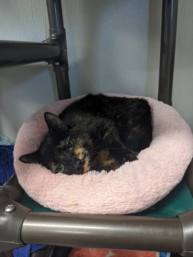 An adult small-sized female Domestic Short Hair cat named Licorice for adoption in Brunswick, GA