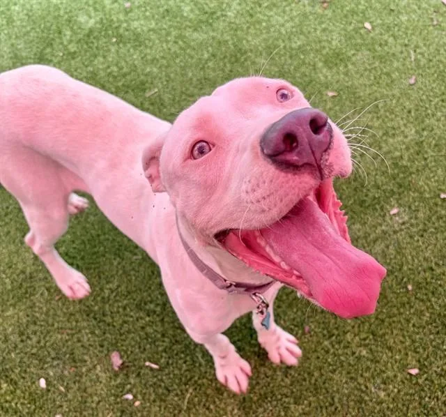 A young large-sized male Mixed Breed dog named Mr Steal Your Girl for adoption in Jacksonville, FL