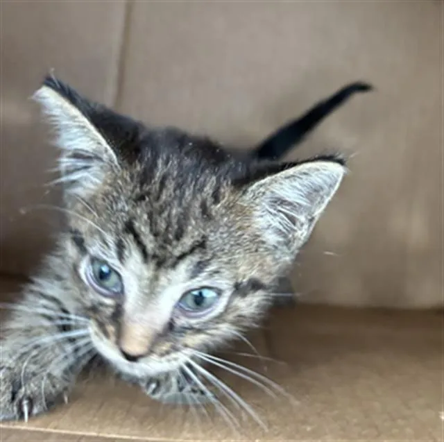 A baby medium-sized male Domestic Short Hair cat named Larry for adoption in Dallas, TX