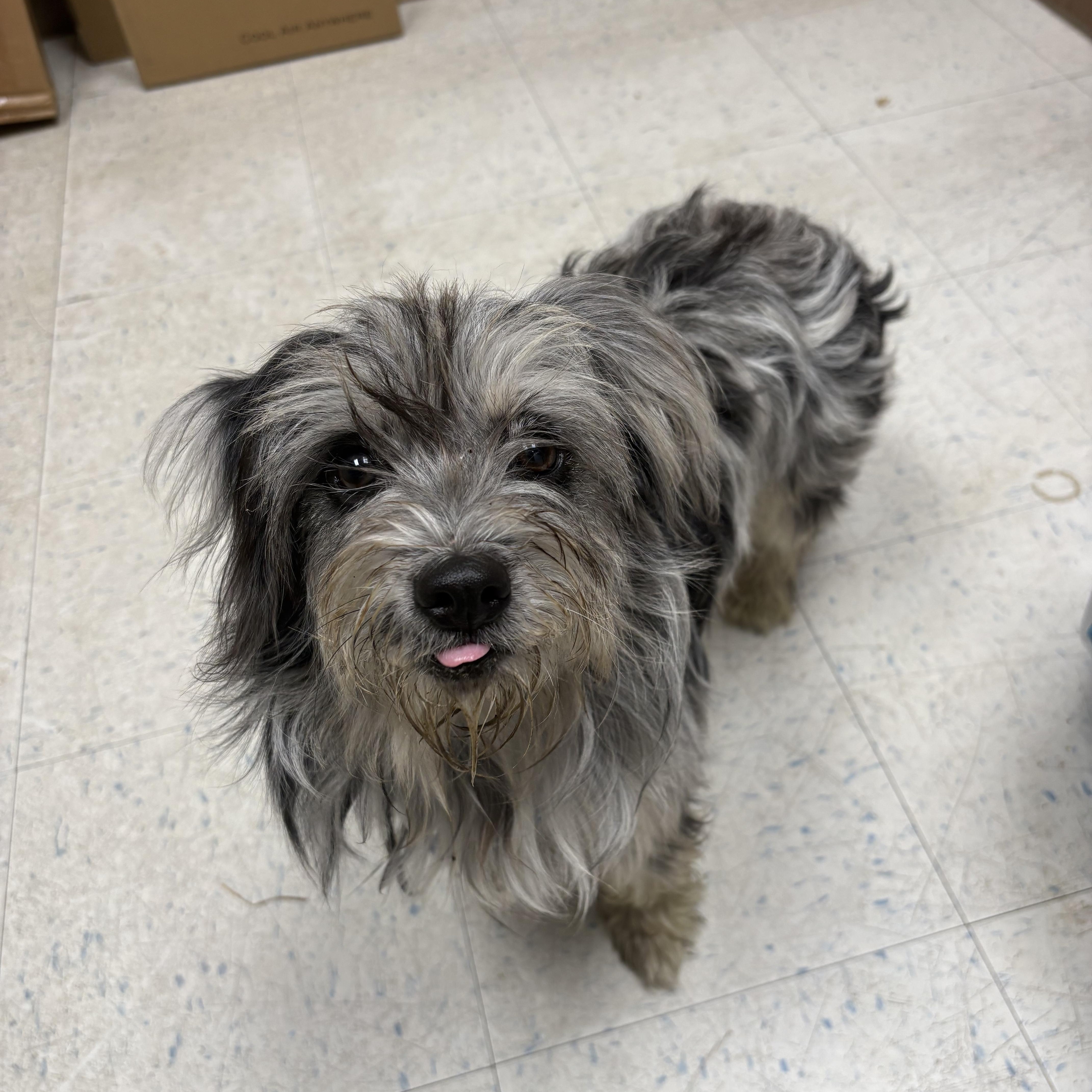 A young small-sized female Shih Tzu dog named Poppy for adoption in Oakdale, CA