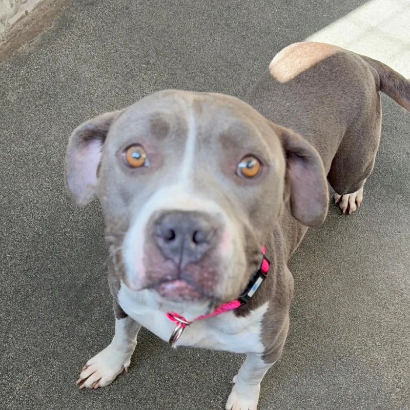 An adult medium-sized female Gray / Blue / Silver Pit Bull Terrier dog named Buffy A for adoption in Mission Hills, CA