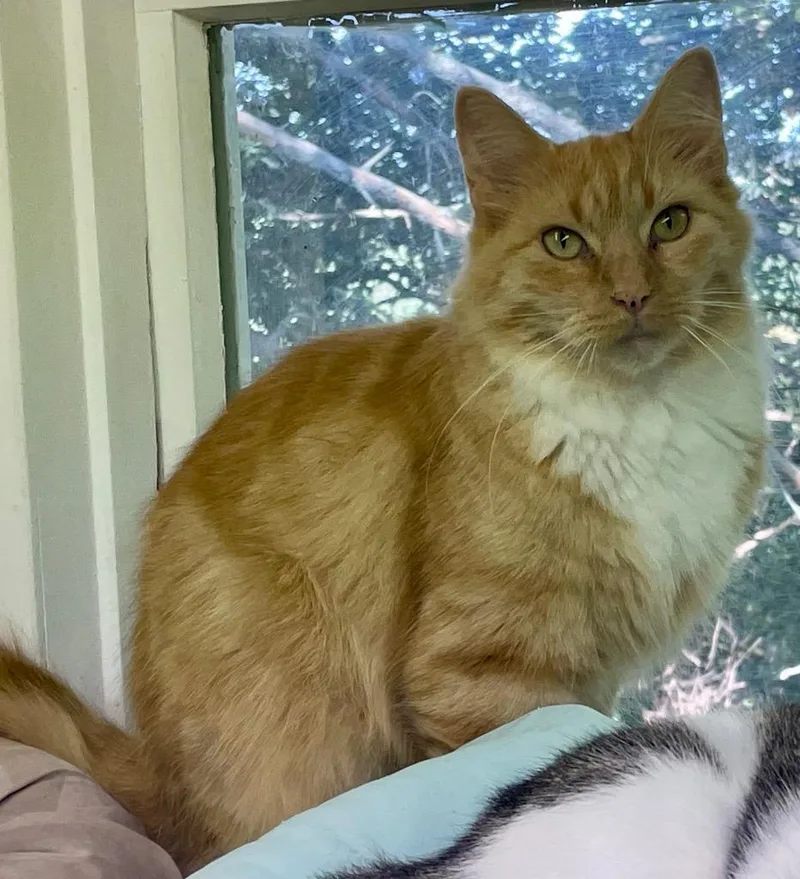 A young medium-sized female Domestic Long Hair cat named Burdie for adoption in Westfield, NY