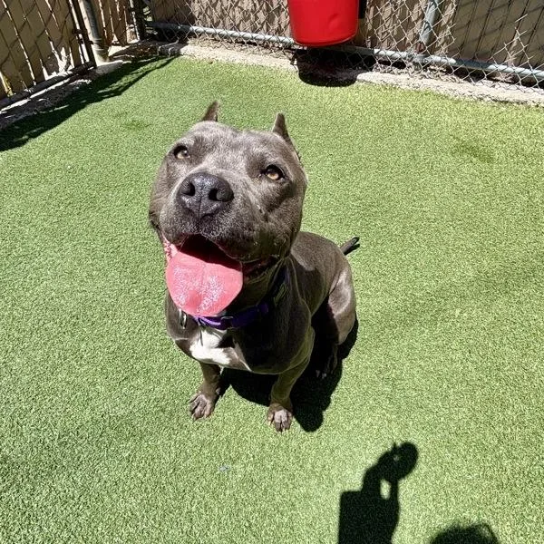 An adult medium-sized female Pit Bull Terrier dog named Lady for adoption in Oceanside, CA