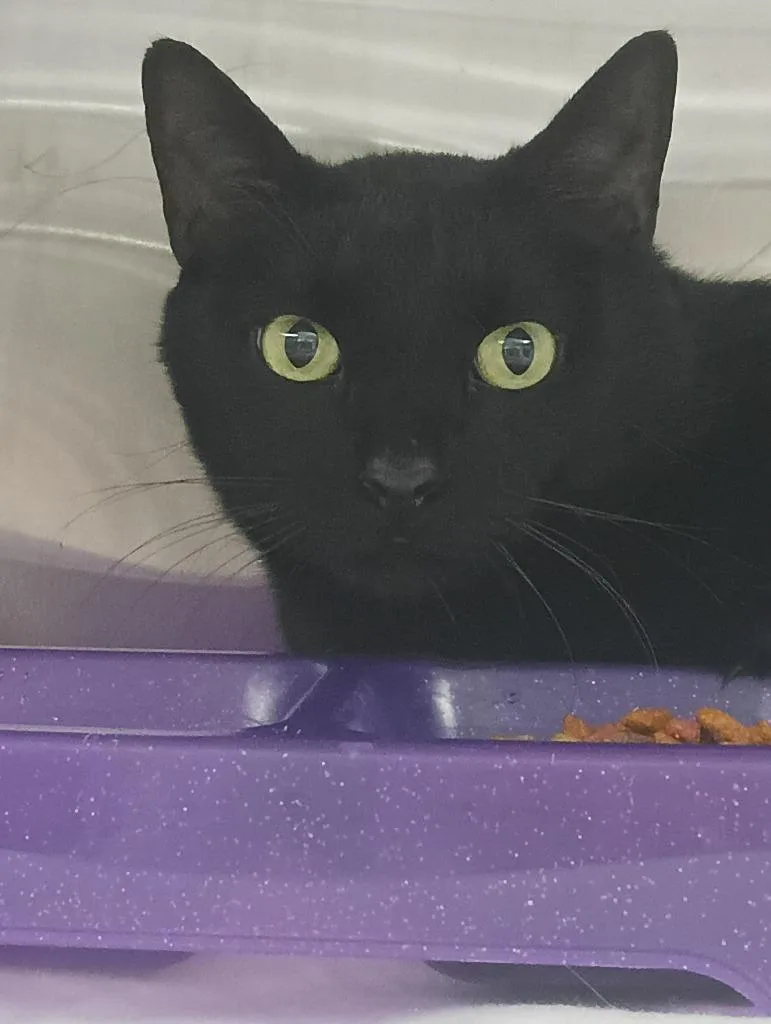 An adult large-sized male Domestic Short Hair cat named Kane for adoption in Springfield, TN