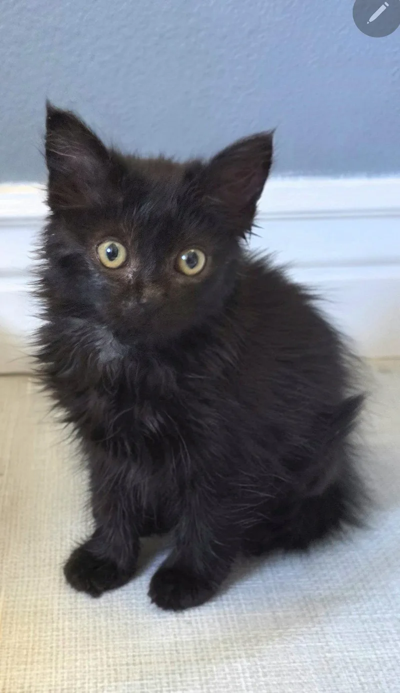 A baby medium-sized female Black Domestic Medium Hair cat named Nora for adoption in Campbell, CA