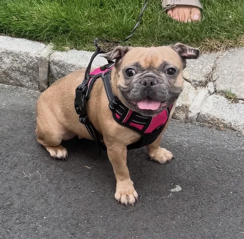 Bella