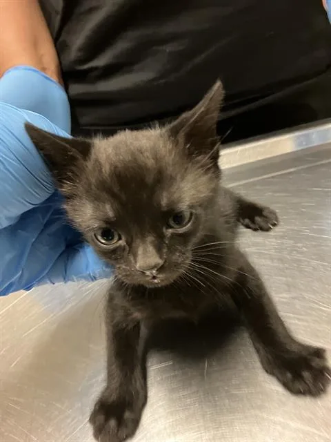 A baby small-sized male Domestic Short Hair cat named Sammy for adoption in Long Beach, CA