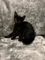 A young medium-sized female Domestic Short Hair cat named Bugsy for adoption in Buffalo, MN