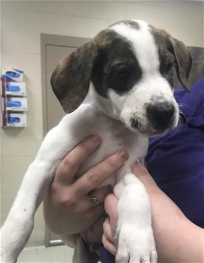 A baby small-sized male Labrador Retriever dog named Newton for adoption in Conroe, TX