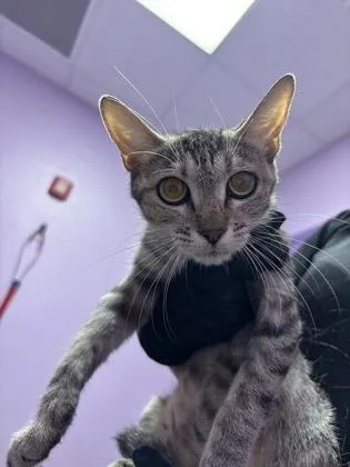 A baby medium-sized female Domestic Short Hair cat named 61679201 for adoption in El Paso, TX