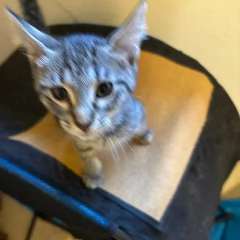 A baby small-sized female Gray / Blue / Silver Domestic Short Hair cat named Celine for adoption in League City, TX