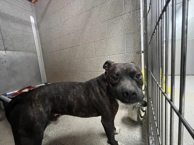 A young medium-sized male Pit Bull Terrier dog named Rafi for adoption in San Luis Obispo, CA