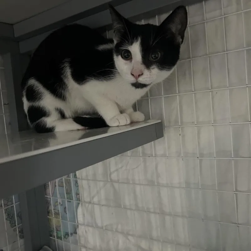 A baby small-sized female Black Domestic Short Hair cat named Cottontail for adoption in Middle Village, NY