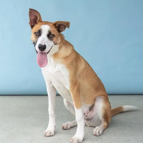 A young large-sized male Yellow / Tan / Blond / Fawn German Shepherd Dog dog named Bandi for adoption in Long Beach, CA