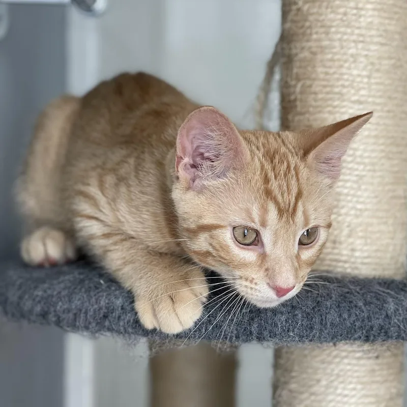 A baby medium-sized male Tabby (Orange / Red) Domestic Short Hair cat named Garnet for adoption in Renton , WA