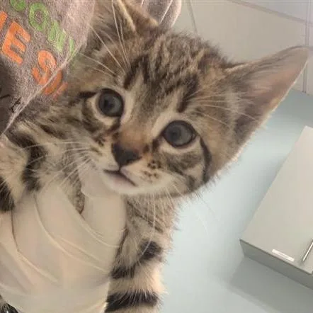 A baby small-sized female Brown / Chocolate Domestic Short Hair cat named Alfredo for adoption in Jacksonville, FL