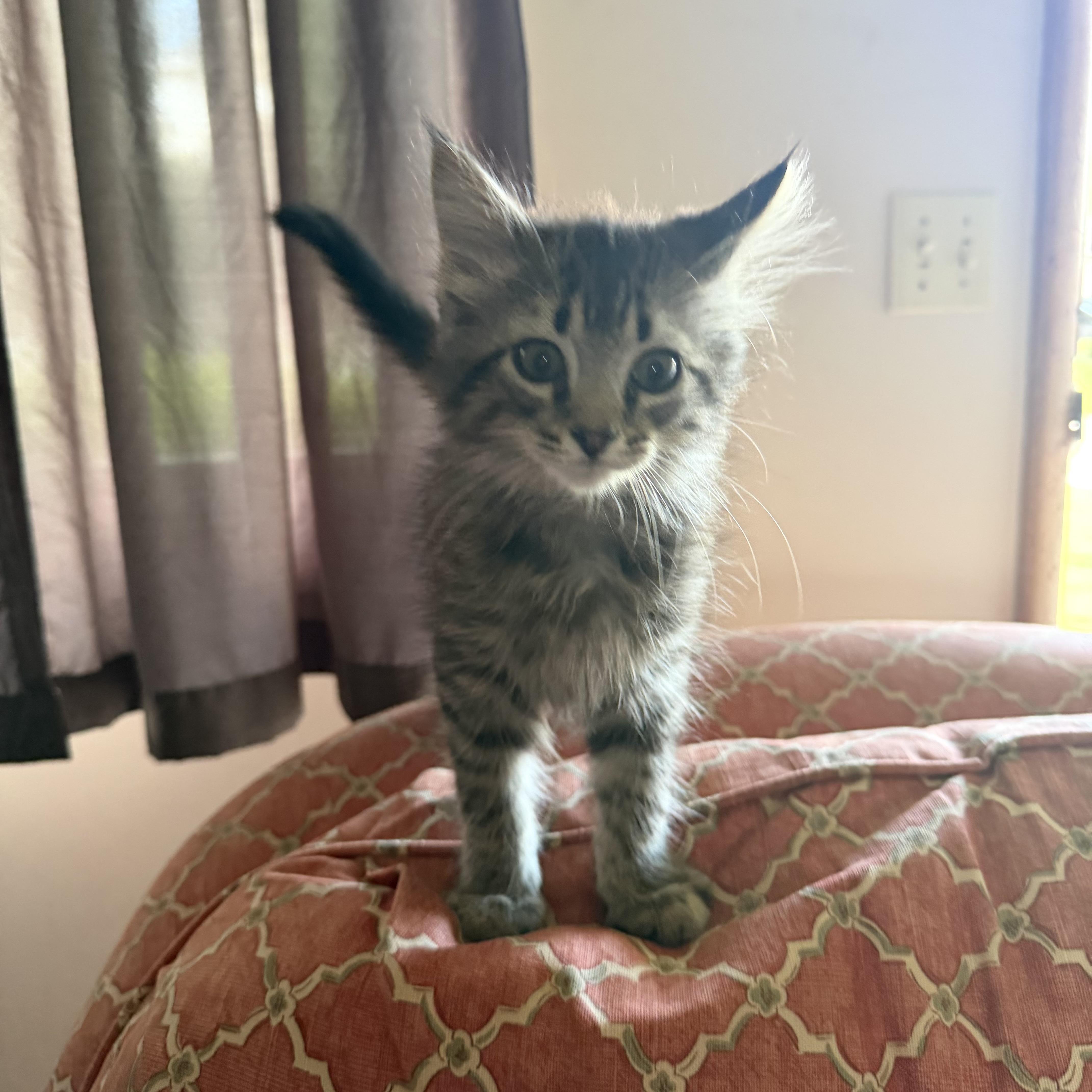 A baby large-sized male Domestic Medium Hair cat named Mickey for adoption in Canal Fulton, OH