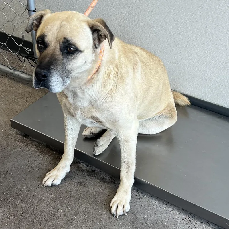 An adult large-sized male Yellow / Tan / Blond / Fawn Mixed Breed dog named Duke for adoption in Las Cruces, NM