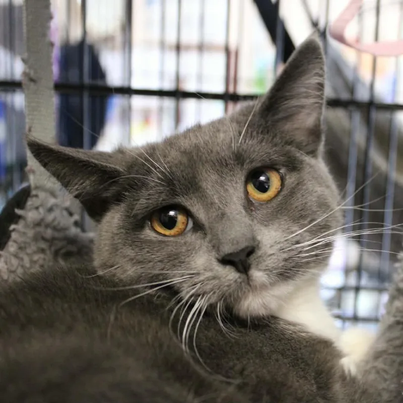A young small-sized female Gray / Blue / Silver Domestic Short Hair cat named Amiga for adoption in Saugerties, NY