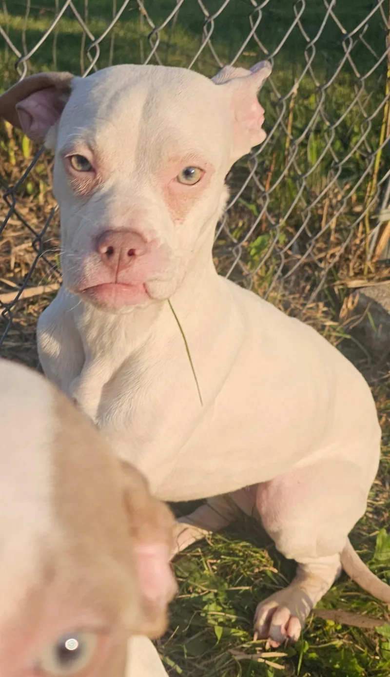 Olive thumbnail 3