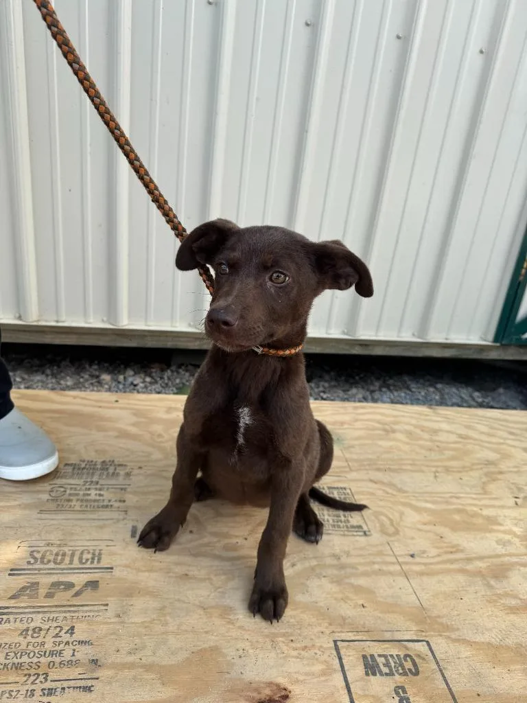 A baby small-sized female Labrador Retriever dog named Blaire for adoption in Lawrenceburg, TN