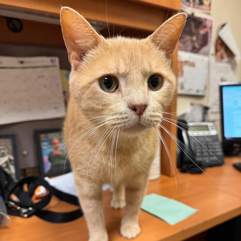 A senior large-sized male Orange / Red Domestic Short Hair cat named Ginger for adoption in Fairport, NY