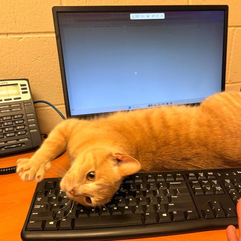 Ginger thumbnail 2