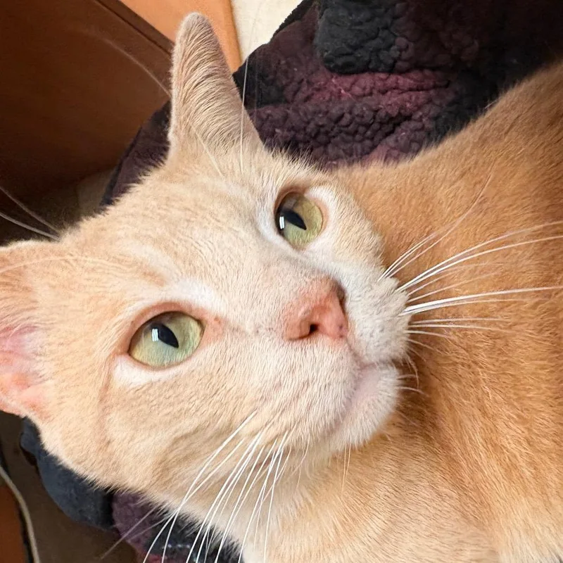 Ginger thumbnail 3