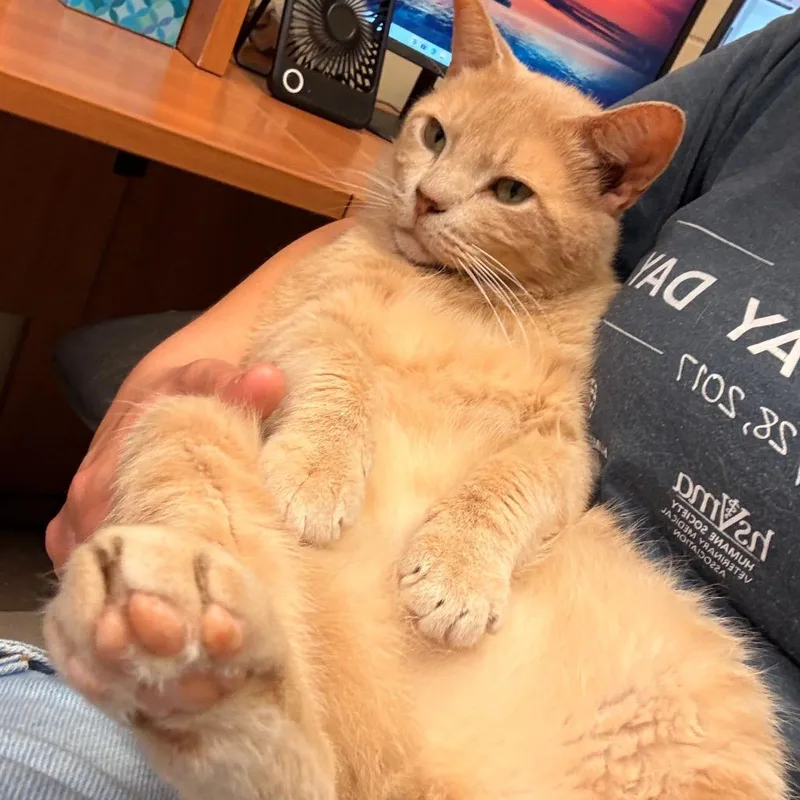 Ginger thumbnail 6