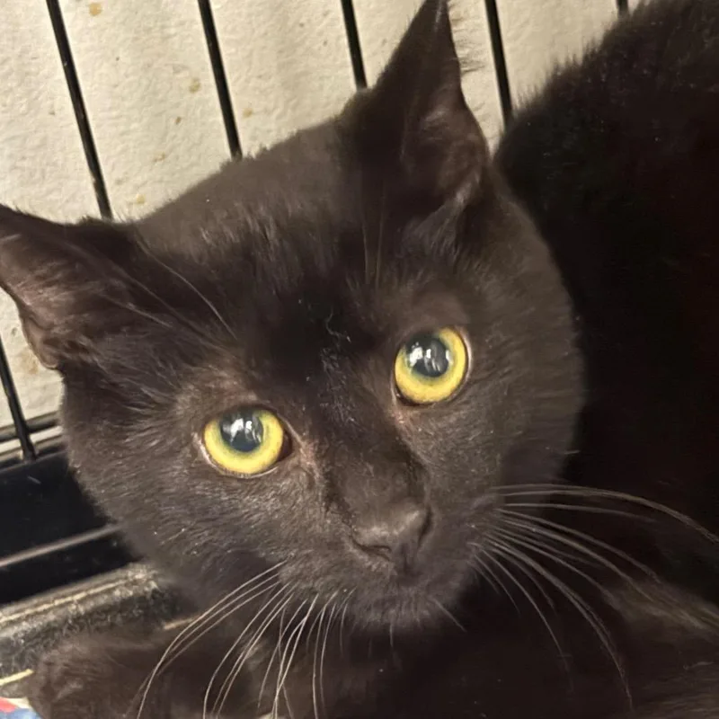A young small-sized male Black Domestic Short Hair cat named Salem for adoption in Normal, IL