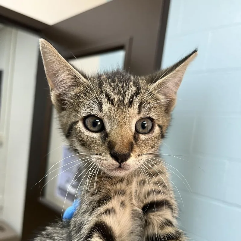A baby small-sized female Brown / Chocolate Domestic Short Hair cat named SVASStray for adoption in Lyndhurst, VA
