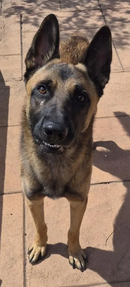 A young large-sized male German Shepherd Dog dog named Hans for adoption in Shreveport, LA