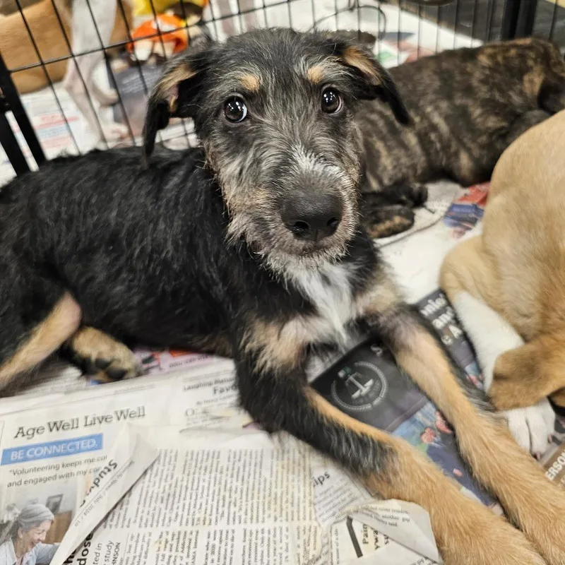 A baby medium-sized male Black Schnauzer dog named Roman Lb for adoption in Austin, TX