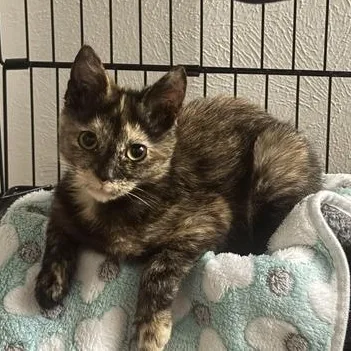 A baby small-sized female Tortoiseshell Domestic Short Hair cat named Yves for adoption in Liverpool, TX