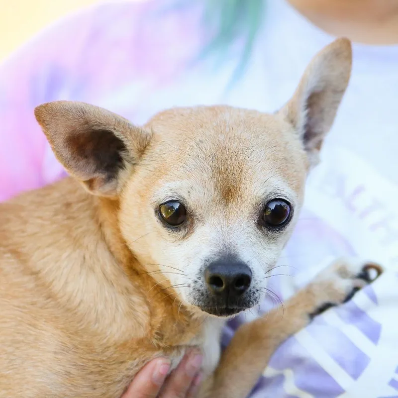 Little Man thumbnail 2