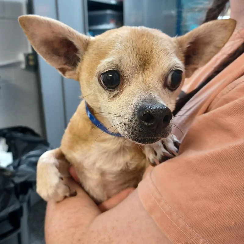 Little Man thumbnail 3