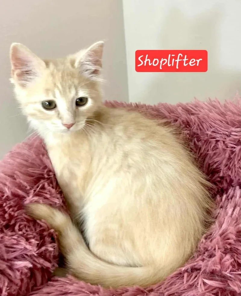 Shoplifter thumbnail 2