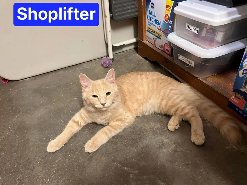 Shoplifter thumbnail 3