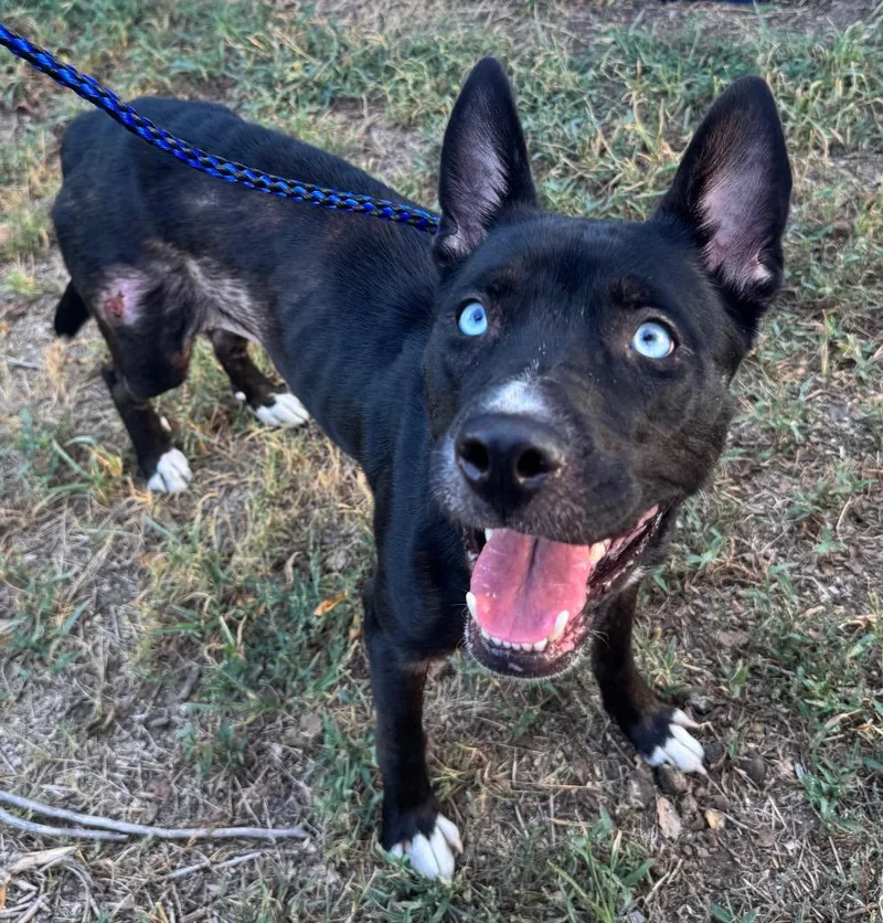 A young medium-sized female Husky dog named Lady for adoption in Great Bend, KS