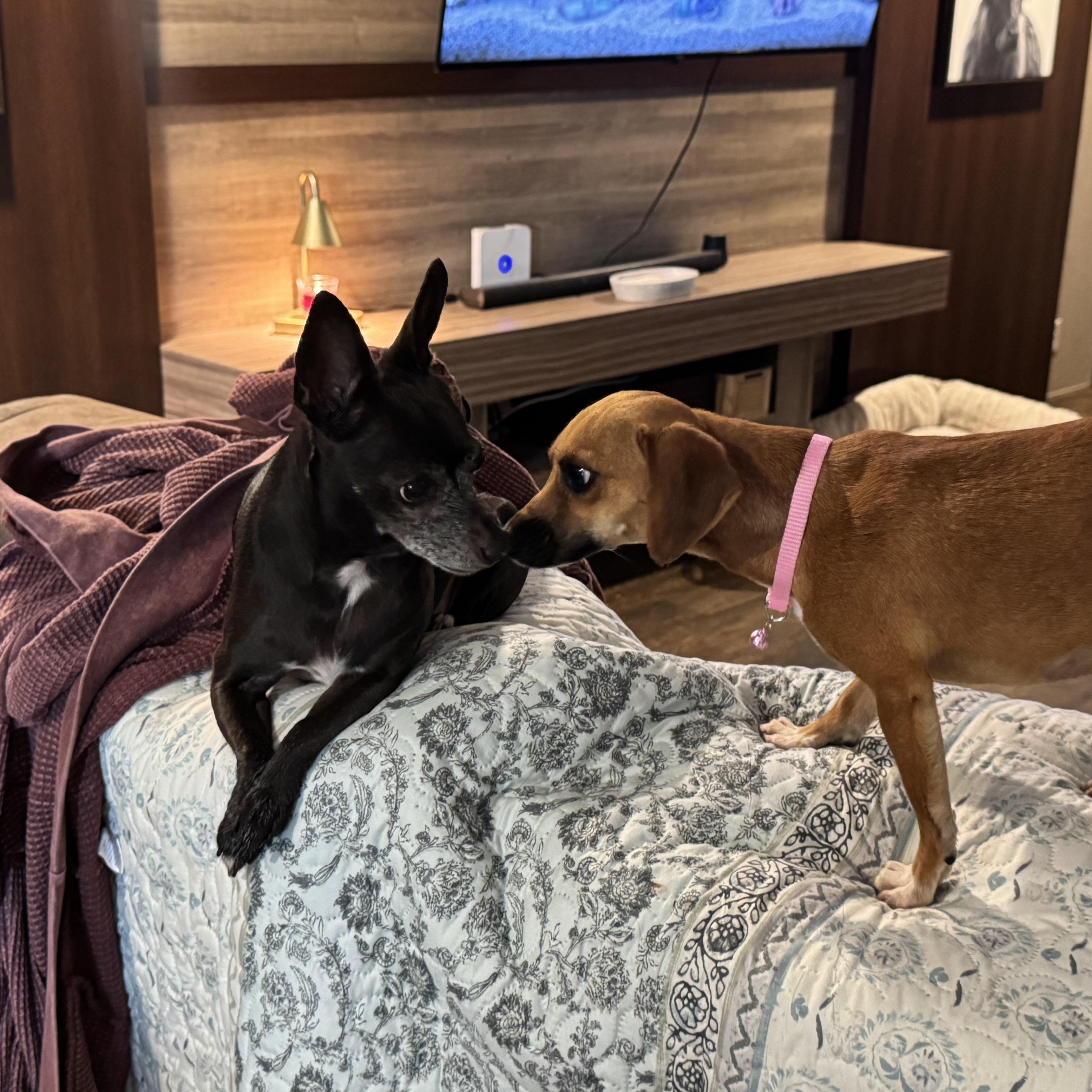 An adult small-sized female Apricot / Beige Chiweenie dog named Minkie for adoption in Crosby, TX
